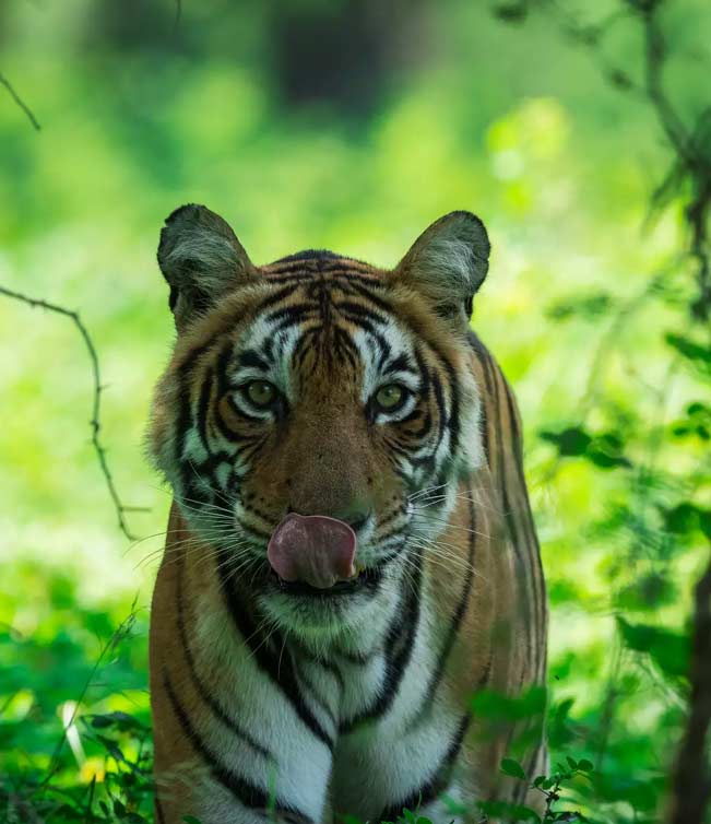 Tiger Safari Ranthambore