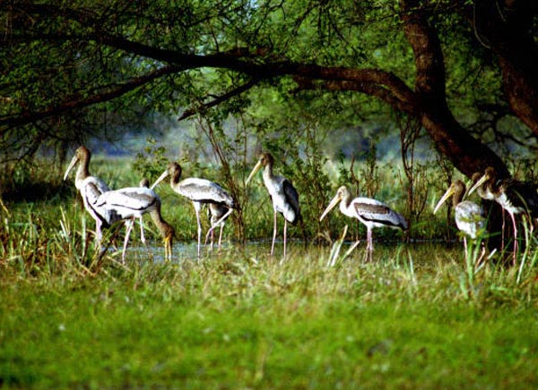 Bharatpur Tourism