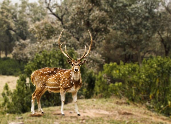 Sariska Tourism