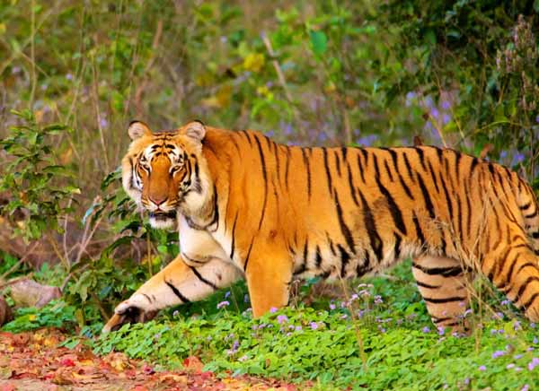 Wildlife Rajasthan