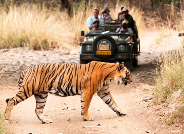 Ranthambore Tourism